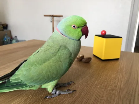 Nicolas